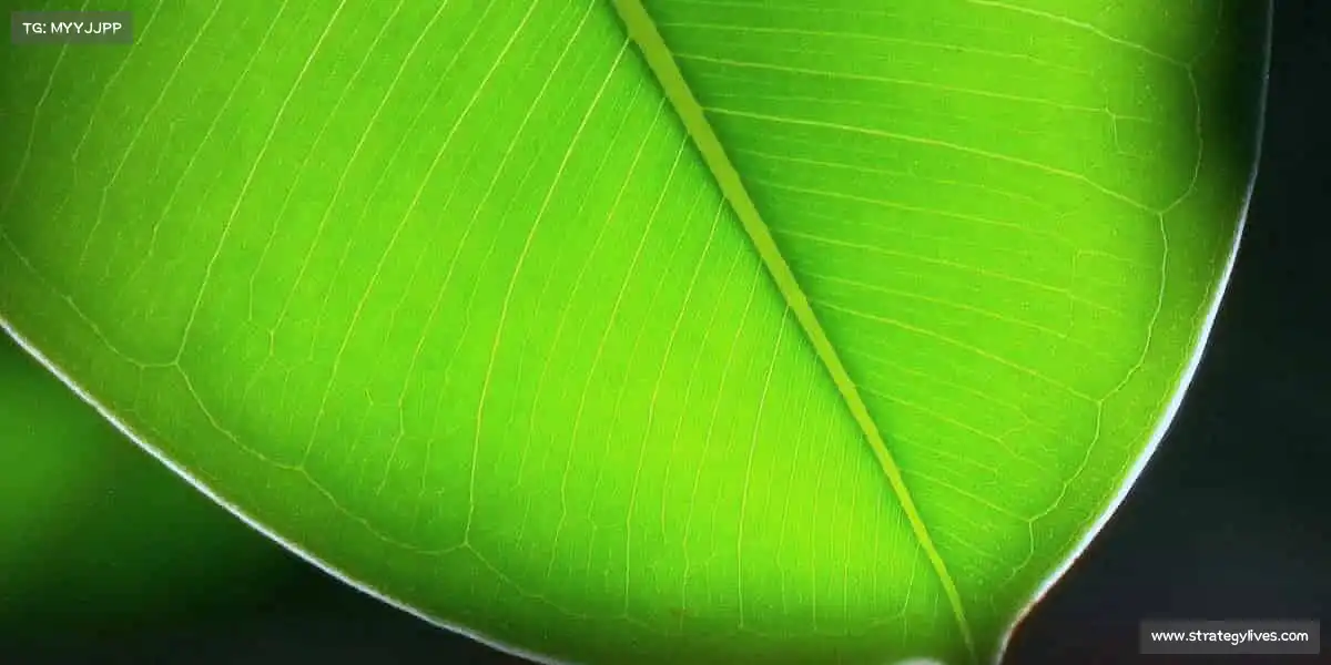 行业领先的理由